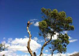 tree loppers northern beaches